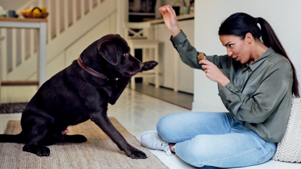 Factors To Consider When Thinking About Getting A Family Dog